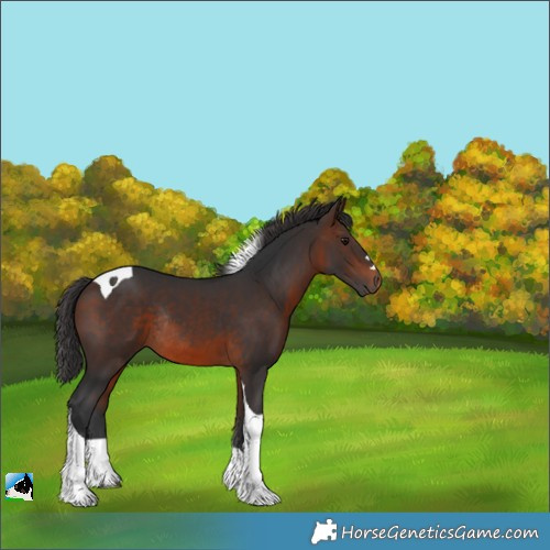 Horse Color:Brown Tobiano Rabicano 