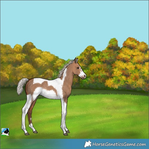 Horse Color:Silver Bay Dun Tobiano Frame Rabicano 