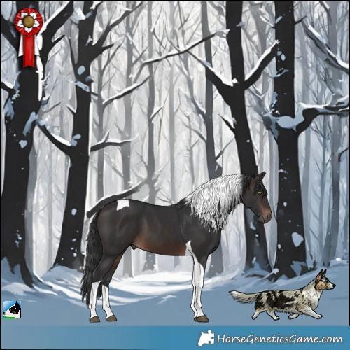 Horse Color:Brown Tobiano 