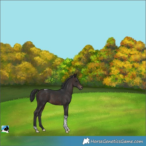 Horse Color:Brown Tobiano 