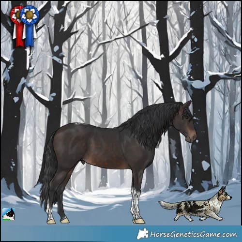 Horse Color:Brown Tobiano 