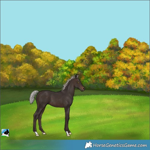 Horse Color:Silver Brown 