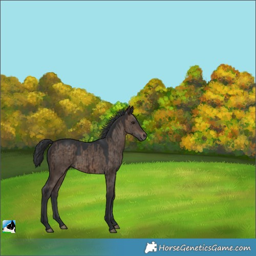 Horse Color:Brown Dun Brindle 