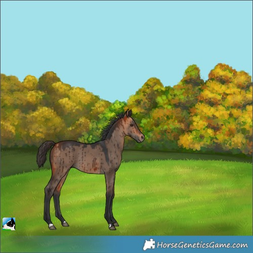 Horse Color:Bay Dun Brindle 