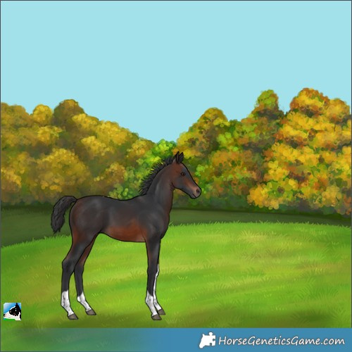 Horse Color:Brown Tobiano Rabicano 