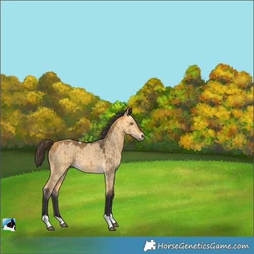 Horse Color:Buckskin Dun Tobiano Brindle 