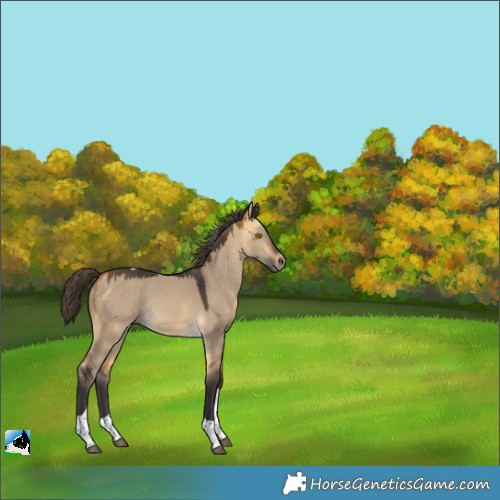 Horse Color:Buckskin Dun Tobiano Rabicano 