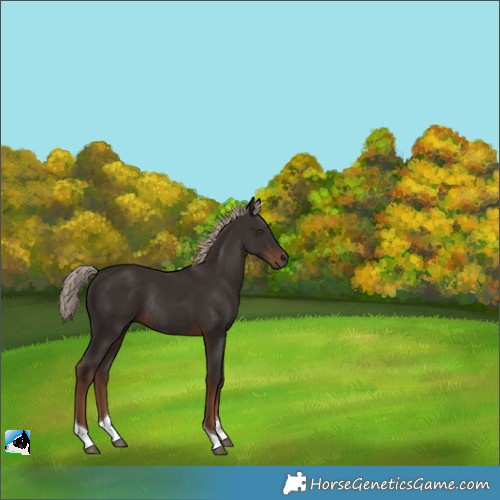 Horse Color:Liver Chestnut Tobiano Rabicano 