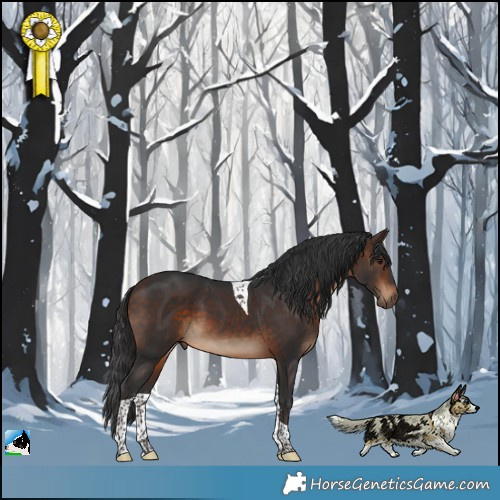 Horse Color:Bay Tobiano 