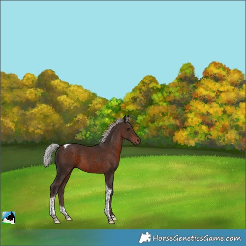 Horse Color:Silver Bay Tobiano