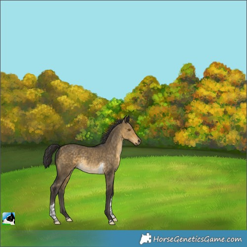 Horse Color:Buckskin Dun Tobiano Rabicano 