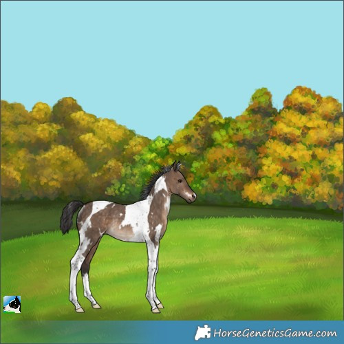 Horse Color:White Spotted Bay Dun Tobiano Rabicano 
