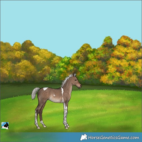 Horse Color:Silver Brown Dun Tobiano Rabicano 