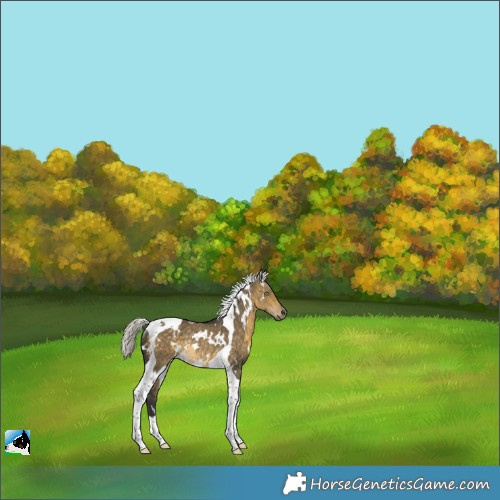 Horse Color:White Spotted Silver Buckskin Dun Tobiano Rabicano