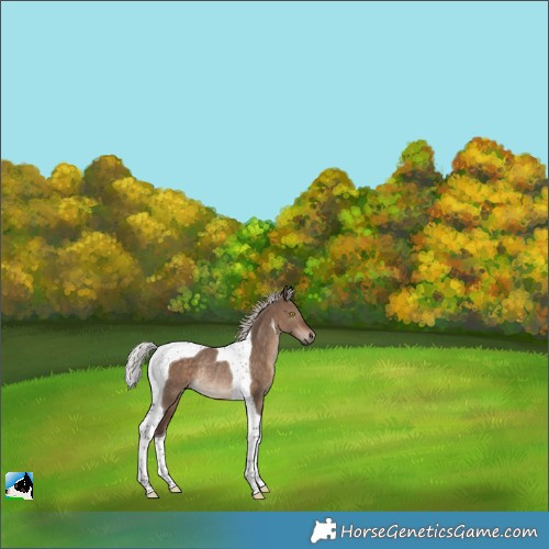 Horse Color:Silver Brown Dun Tobiano Rabicano 