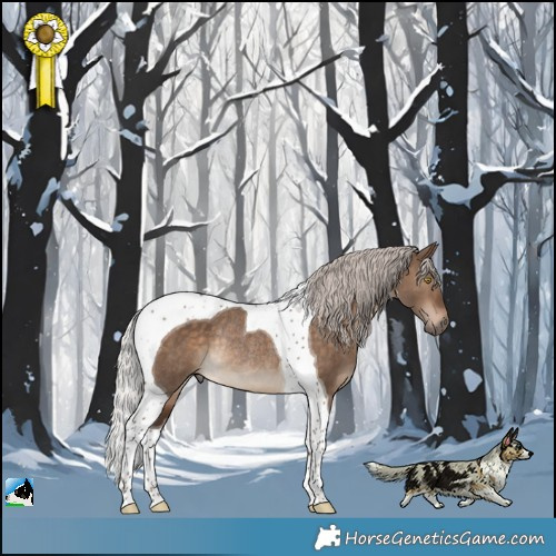 Horse Color:Silver Brown Dun Tobiano Rabicano 