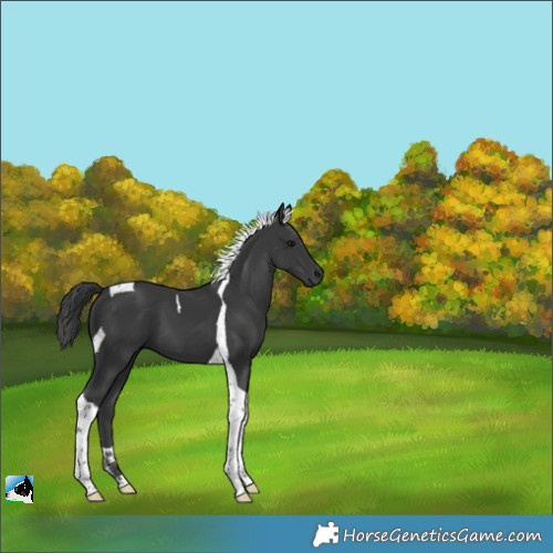 Horse Color:Black Tobiano 