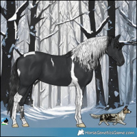 Horse Color:Black Tobiano 