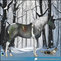 Horse Color:Black Tobiano
