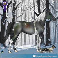 Horse Color:Black Tobiano