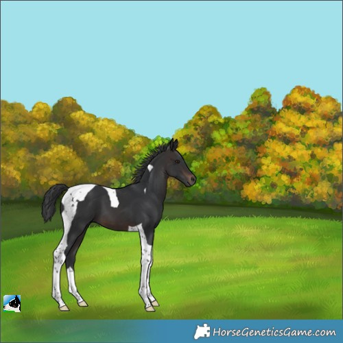 Horse Color:Brown Tobiano 