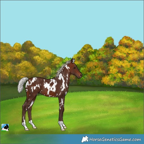 Horse Color:White Spotted Silver Brown