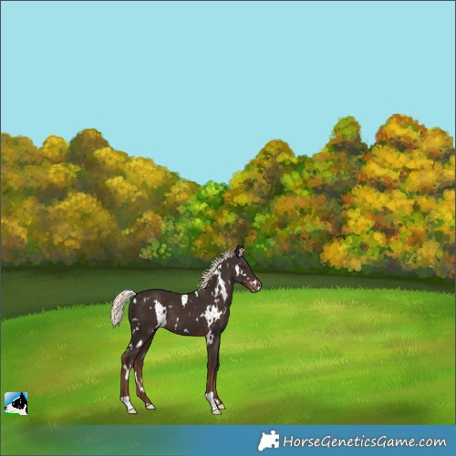 Horse Color:White Spotted Liver Chestnut Appaloosa 