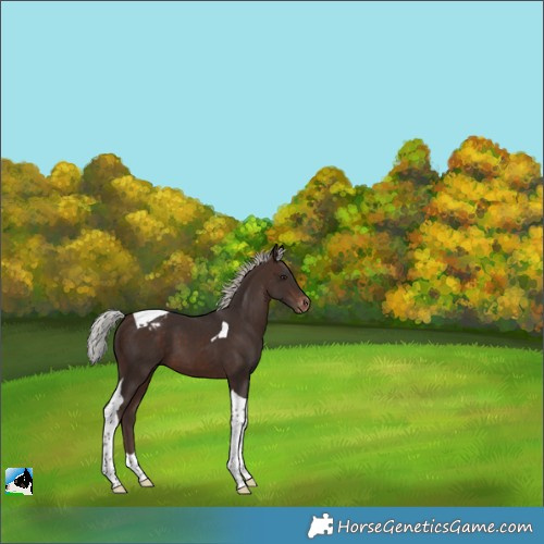 Horse Color:Silver Brown Tobiano Appaloosa