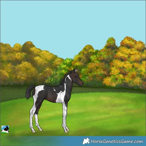 Horse Color:Brown Tobiano 