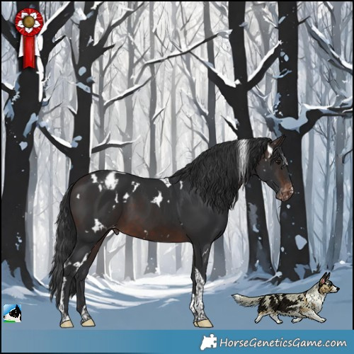 Horse Color:White Spotted Brown Tobiano Appaloosa