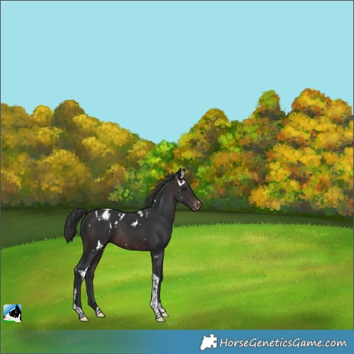 Horse Color:White Spotted Brown Tobiano Appaloosa 