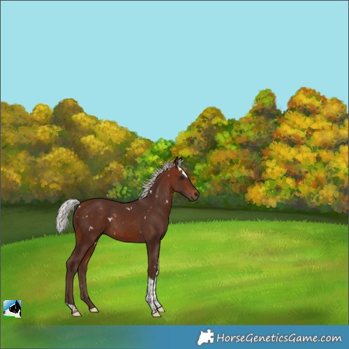 Horse Color:White Spotted Silver Bay Tobiano 