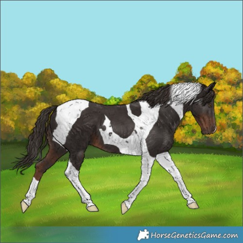 Horse Color:Liver Chestnut Tobiano 
