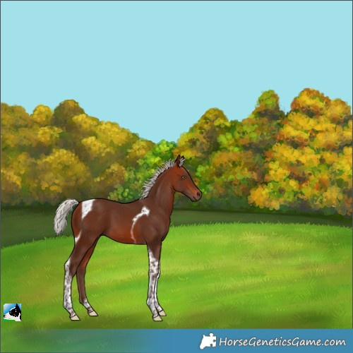 Horse Color:Silver Bay Tobiano 