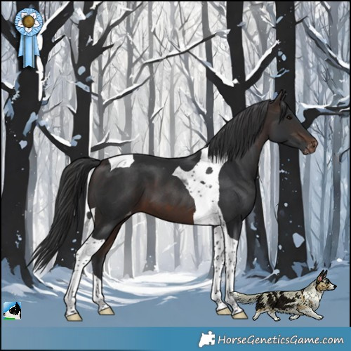 Horse Color:Brown Tobiano Appaloosa 