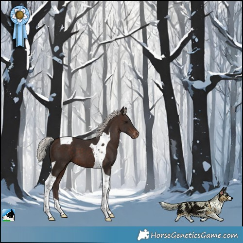 Horse Color:Silver Brown Tobiano Appaloosa 