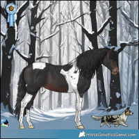 Horse Color:Brown Tobiano Appaloosa 
