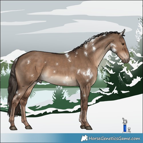 Horse Color:White Spotted Liver Red Dun 
