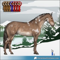 Horse Color:White Spotted Liver Red Dun