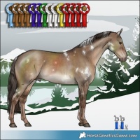 Horse Color:White Spotted Liver Red Dun 