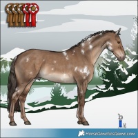 Horse Color:White Spotted Liver Red Dun