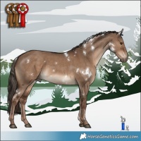 Horse Color:White Spotted Liver Red Dun 