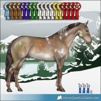 Horse Color:White Spotted Liver Red Dun 