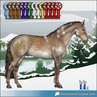 Horse Color:White Spotted Liver Red Dun