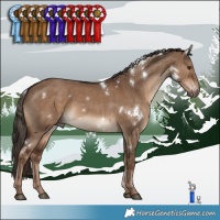 Horse Color:White Spotted Liver Red Dun