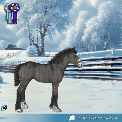 Horse Color:Grullo Mushroom Sabino Brindle