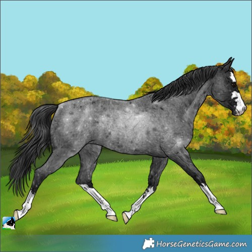 Horse Color:Blue Ice Roan Rabicano 