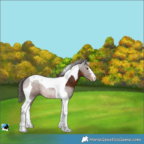 Horse Color:Liver Chestnut Tobiano