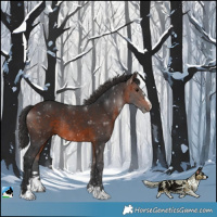 Horse Color:Brown Rabicano