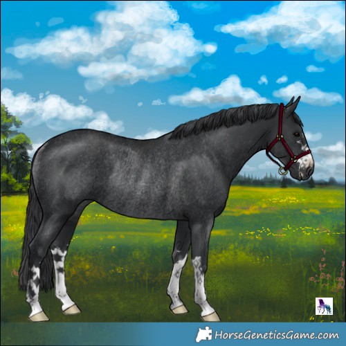 Horse Color:Black Mushroom Rabicano 